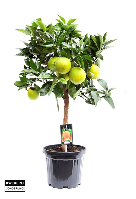 Citrus Grapefruit standard 80cm 22cm Pot