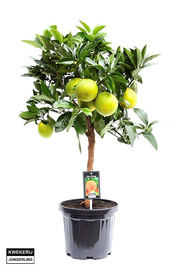 Citrus Grapefruit standard 80cm 22cm Pot