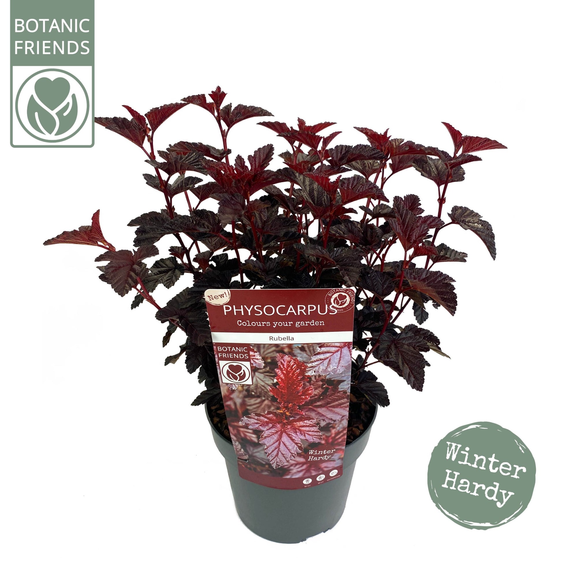 Son en Koot Plant Physocarpus opulifolius Pack of 1