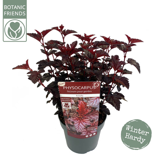Son en Koot Plant Physocarpus opulifolius Pack of 1
