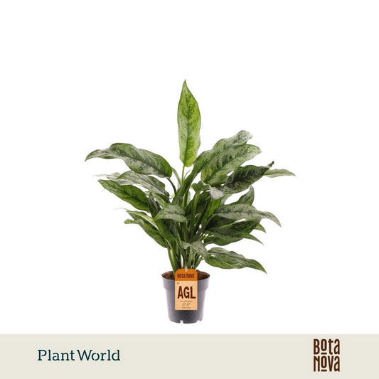 Aglaonema Hybrid 50cm 14cm Pot