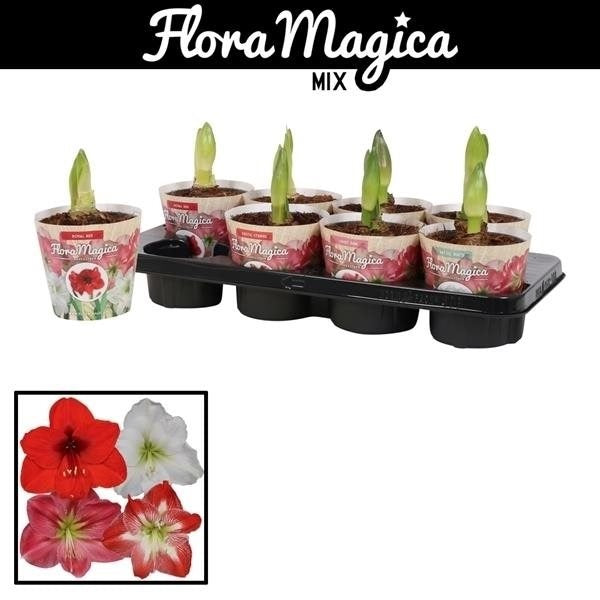 Vreugdenhil Bulbs & Plants Hippeastrum mix 1 knop Pack of 10