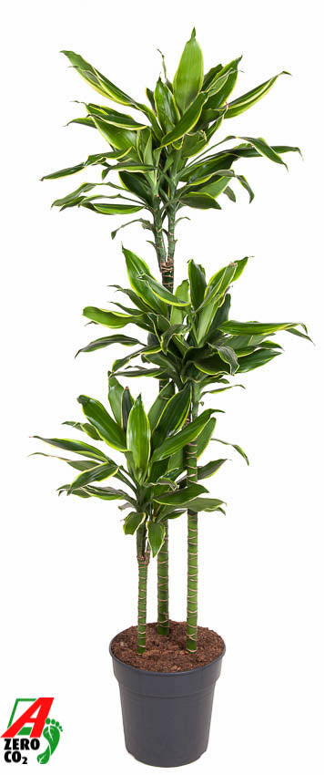 Ammerlaan Green Innovator Dracaena fragrans Golden Coast 90-60-30 Pack of 1