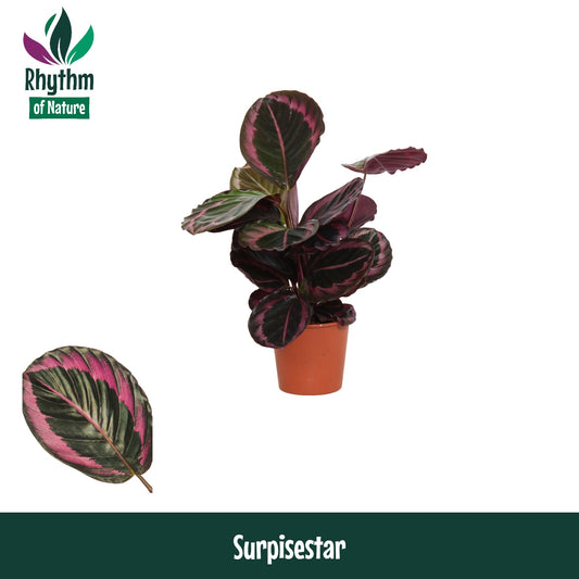Calathea Surprisestar 45cm 14cm Pot