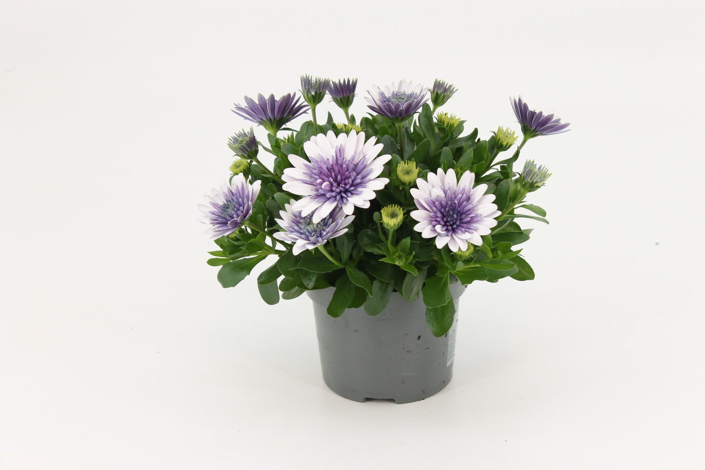 Osteospermum Serenity Pink Magic 25cm 12cm Pot