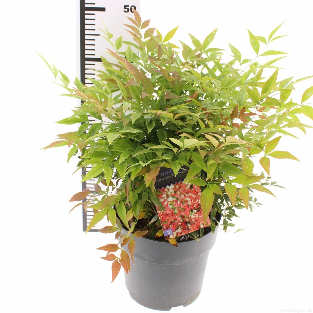 Nandina domestica Gulfstream 55cm 23cm Pot