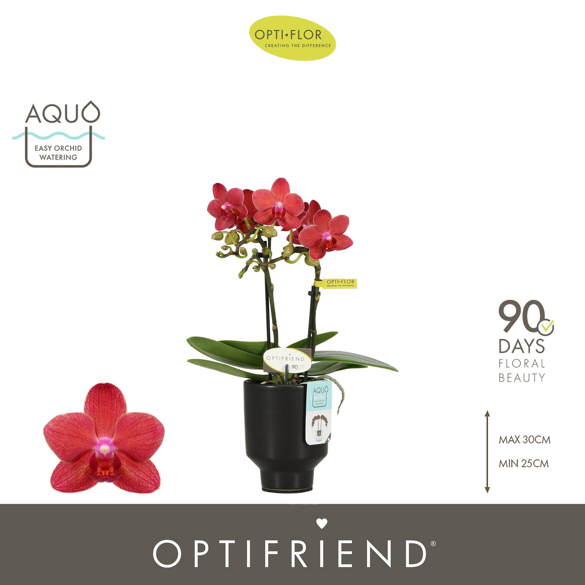 Phalaenopsis red 25cm 7cm Pot