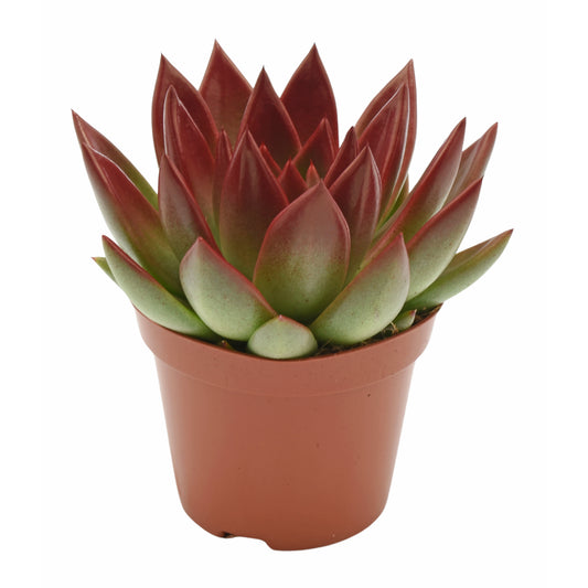 Echeveria Miranda 15cm 12cm Pot