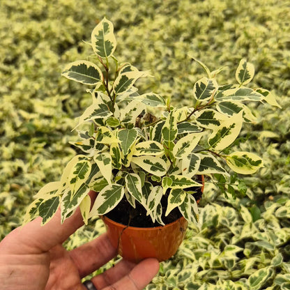 Ficus Samantha 10.5cm Pot 15cm Height
