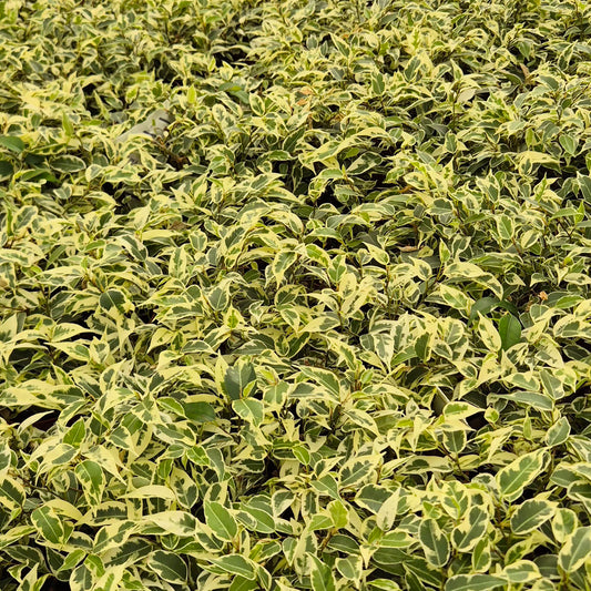 Ficus Samantha 10.5cm Pot 15cm Height