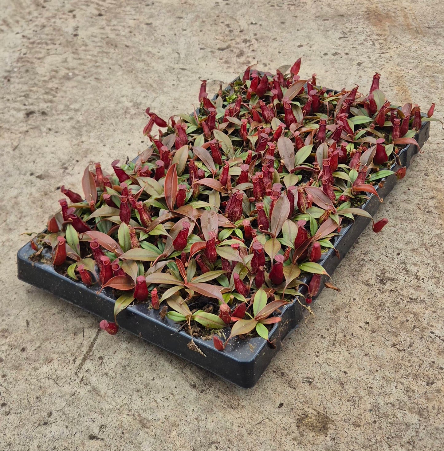 Dark Secret Nepenthes 5cm 6cm Pot