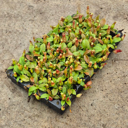 Gaya Nepenthes 5cm 6cm Pot