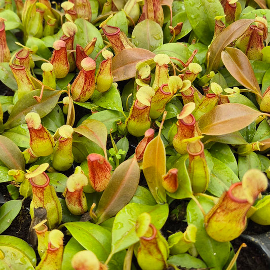 Gaya Nepenthes 5cm 6cm Pot