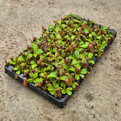 Bill Nepenthes 5cm 6cm Pot