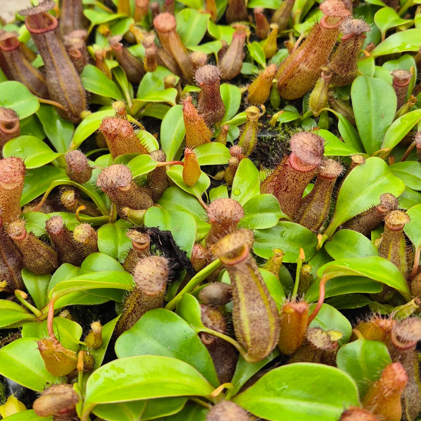 Bill Nepenthes 5cm 6cm Pot