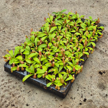Alata Nepenthes 5cm 6cm Pot