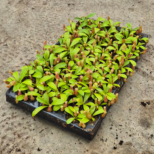 Alata Nepenthes 5cm 6cm Pot
