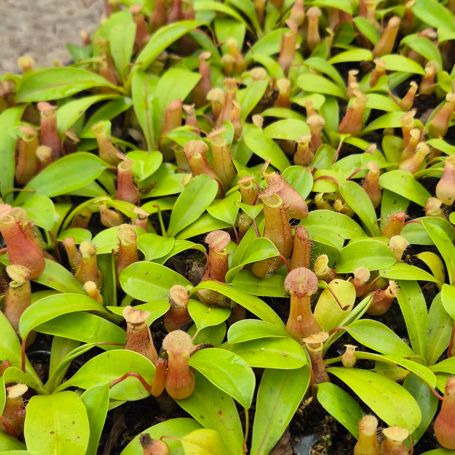 Alata Nepenthes 5cm 6cm Pot