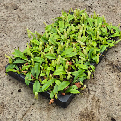 Mojito Nepenthes 5cm 6cm Pot