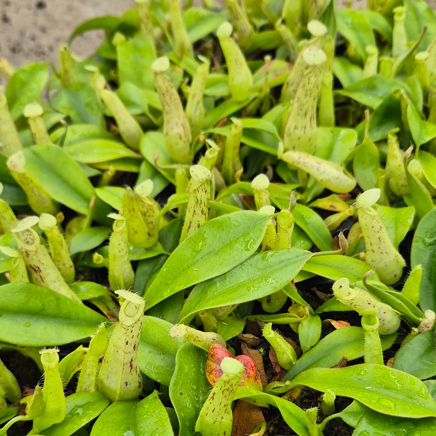 Mojito Nepenthes 5cm 6cm Pot