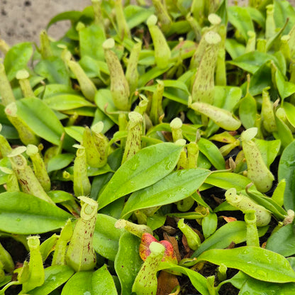 Mojito Nepenthes 5cm 6cm Pot