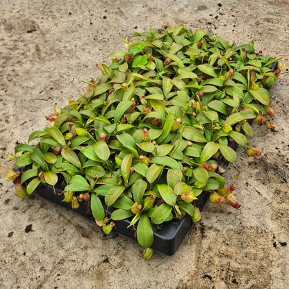 Sam Nepenthes 5cm 6cm Pot