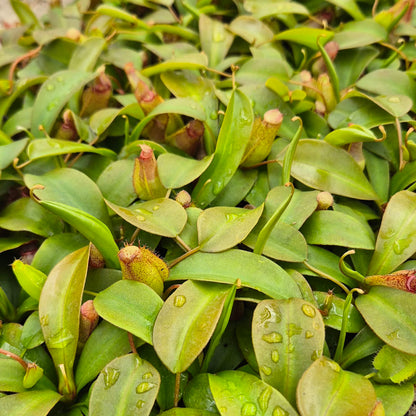 Sam Nepenthes 5cm 6cm Pot