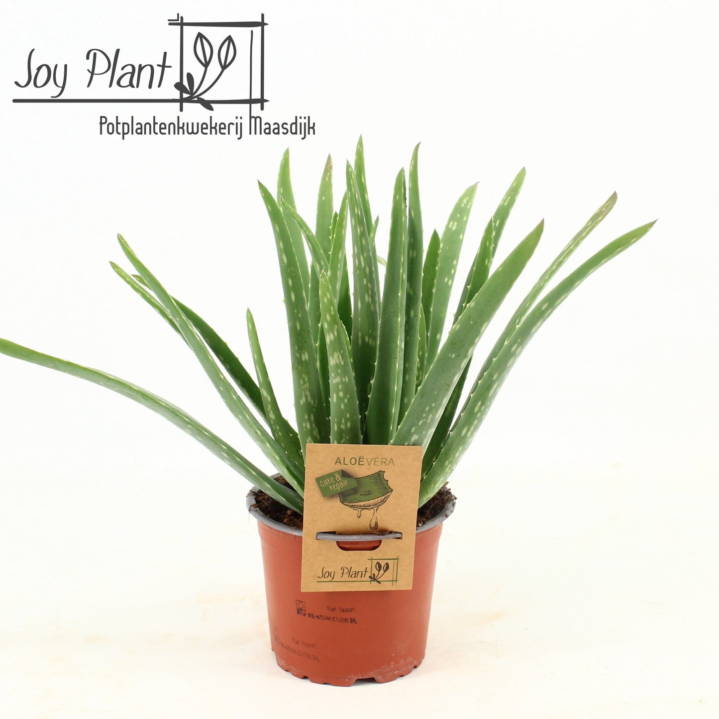 Aloe vera 20cm 12cm Pot