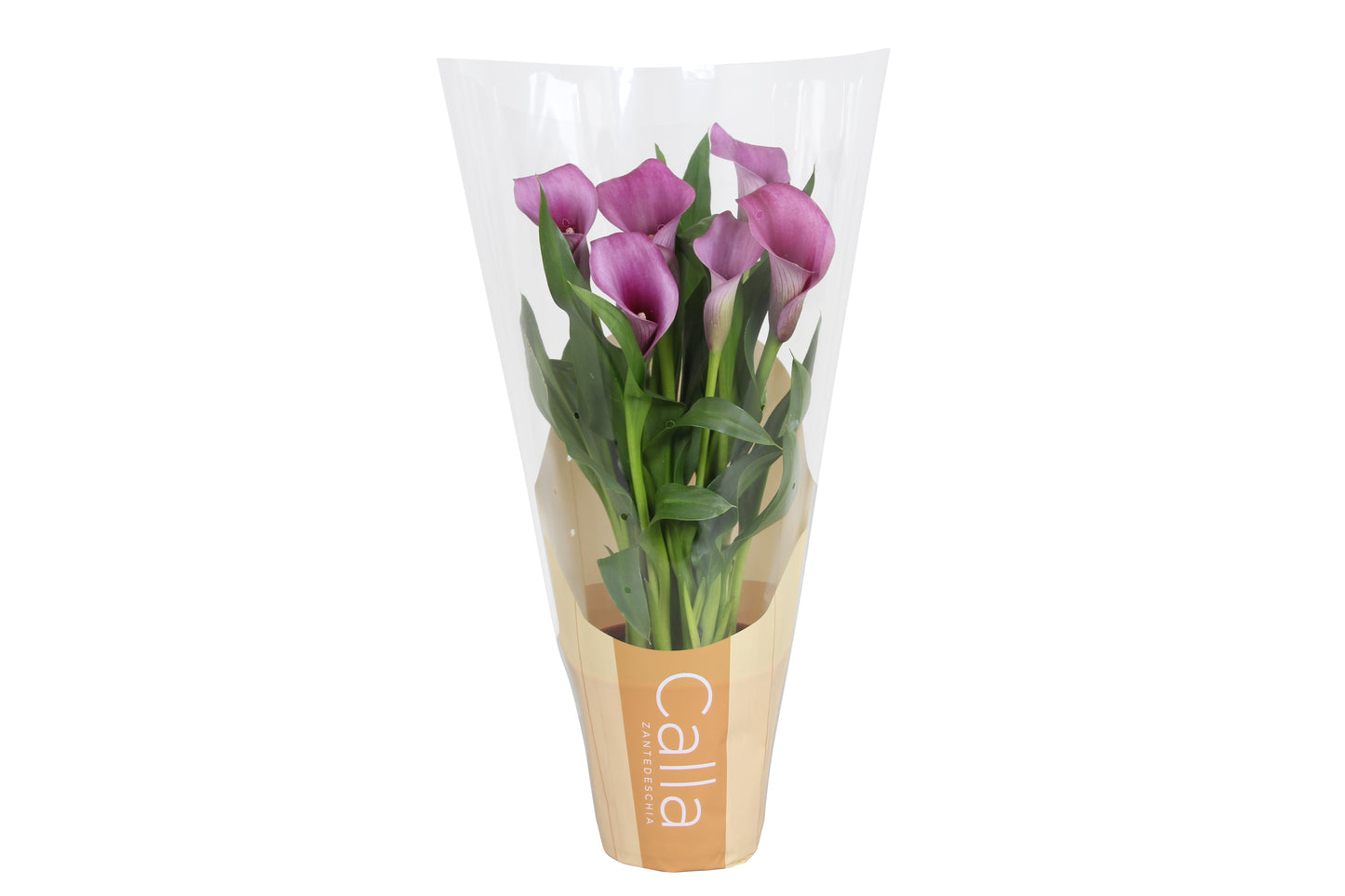 Zantedeschia Paco 40cm 12cm Pot