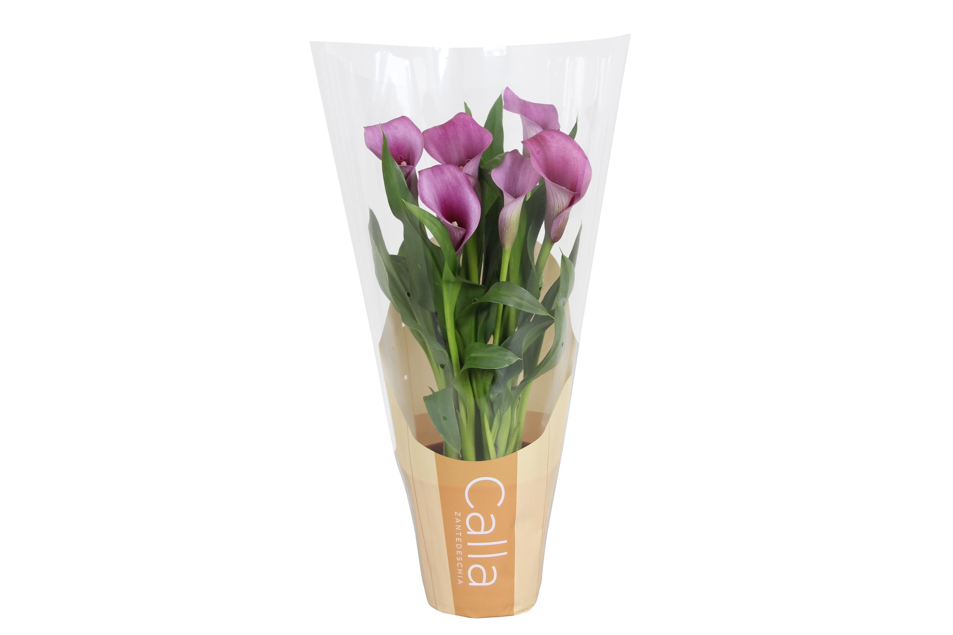 Zantedeschia Paco 40cm 12cm Pot