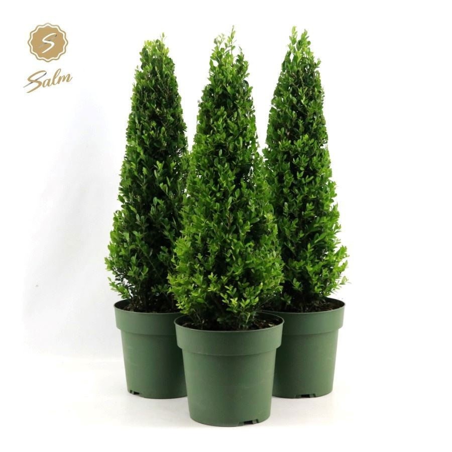 Ilex crenata Jenny 55cm 17cm Pot