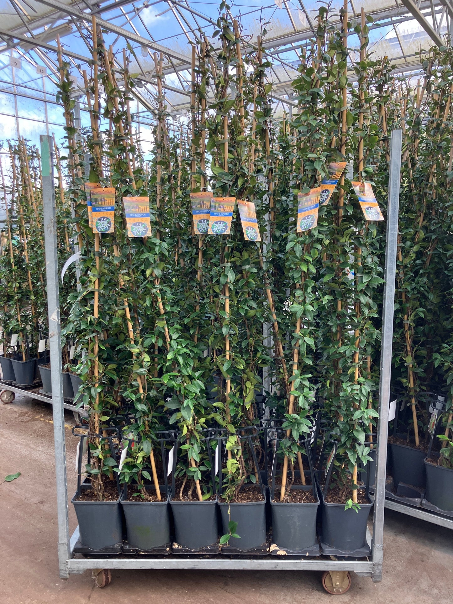 Trachelospermum jasminoides 180cm 23cm Pot