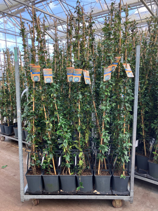Trachelospermum jasminoides 180cm 23cm Pot