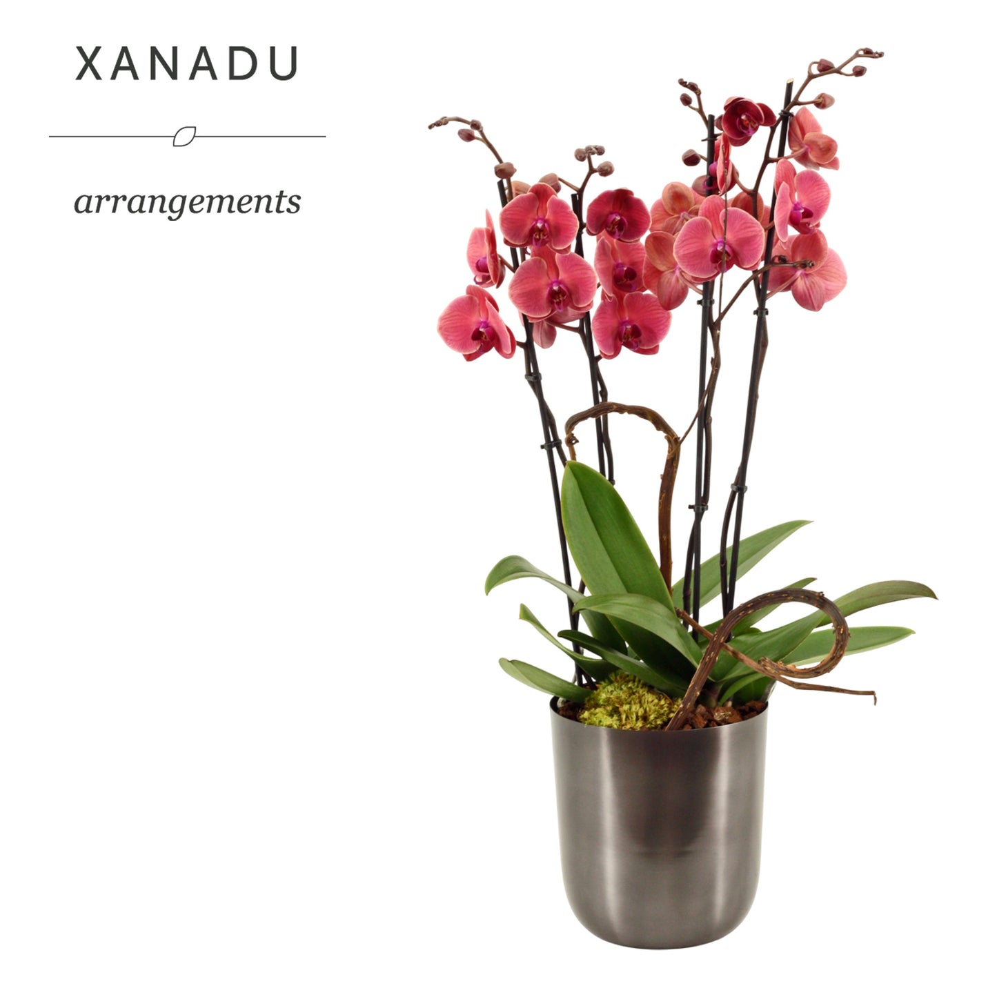 Xanadu Bangkok 80cm 20cm Pot