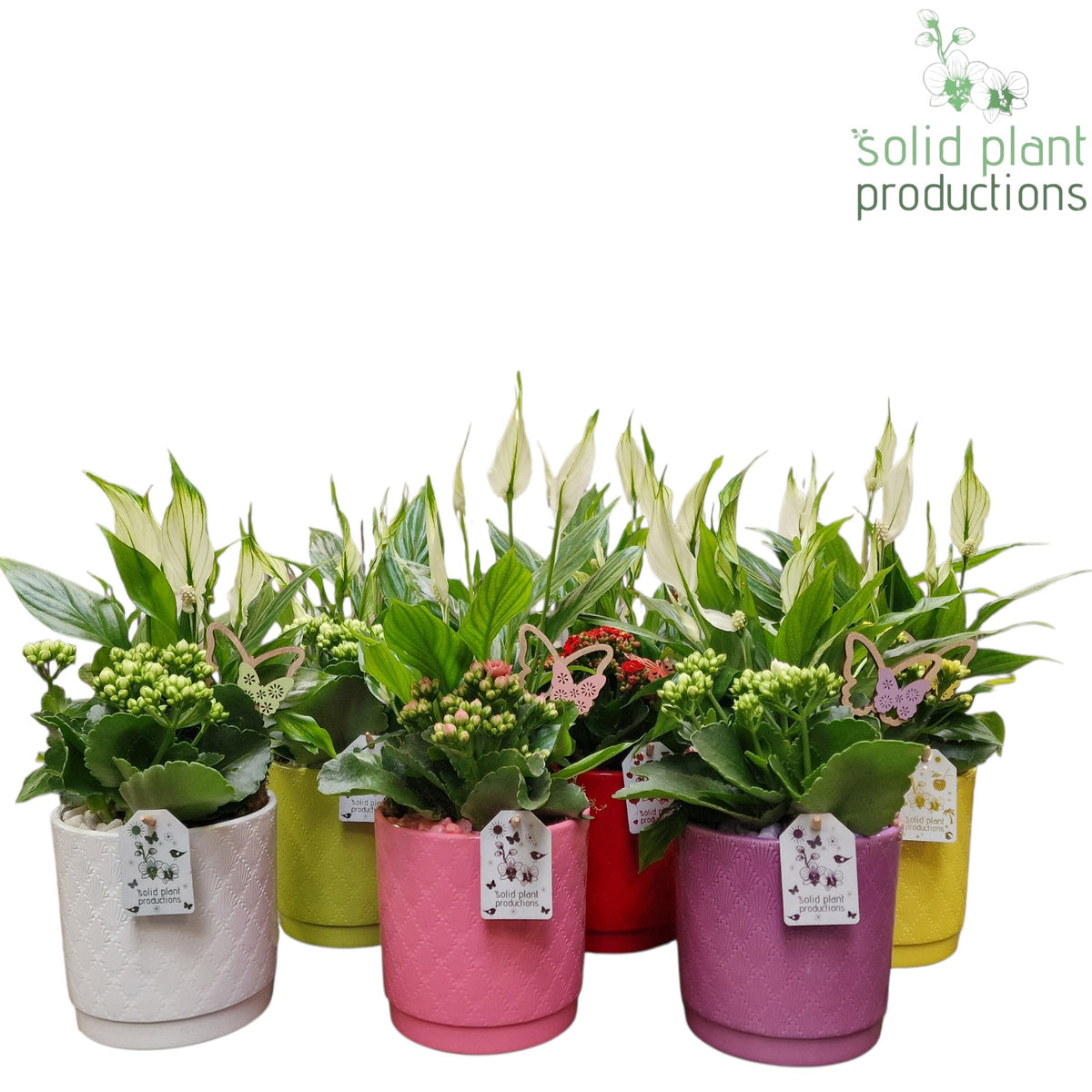 SP001 Amy Actie Mix 38cm 13cm Pot