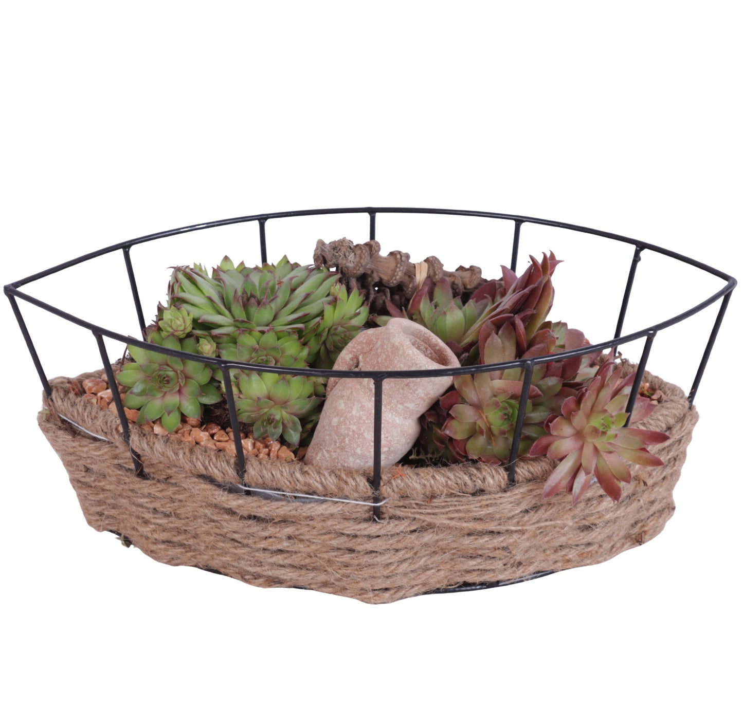 arr. Sempervivum 15cm 31cm Pot