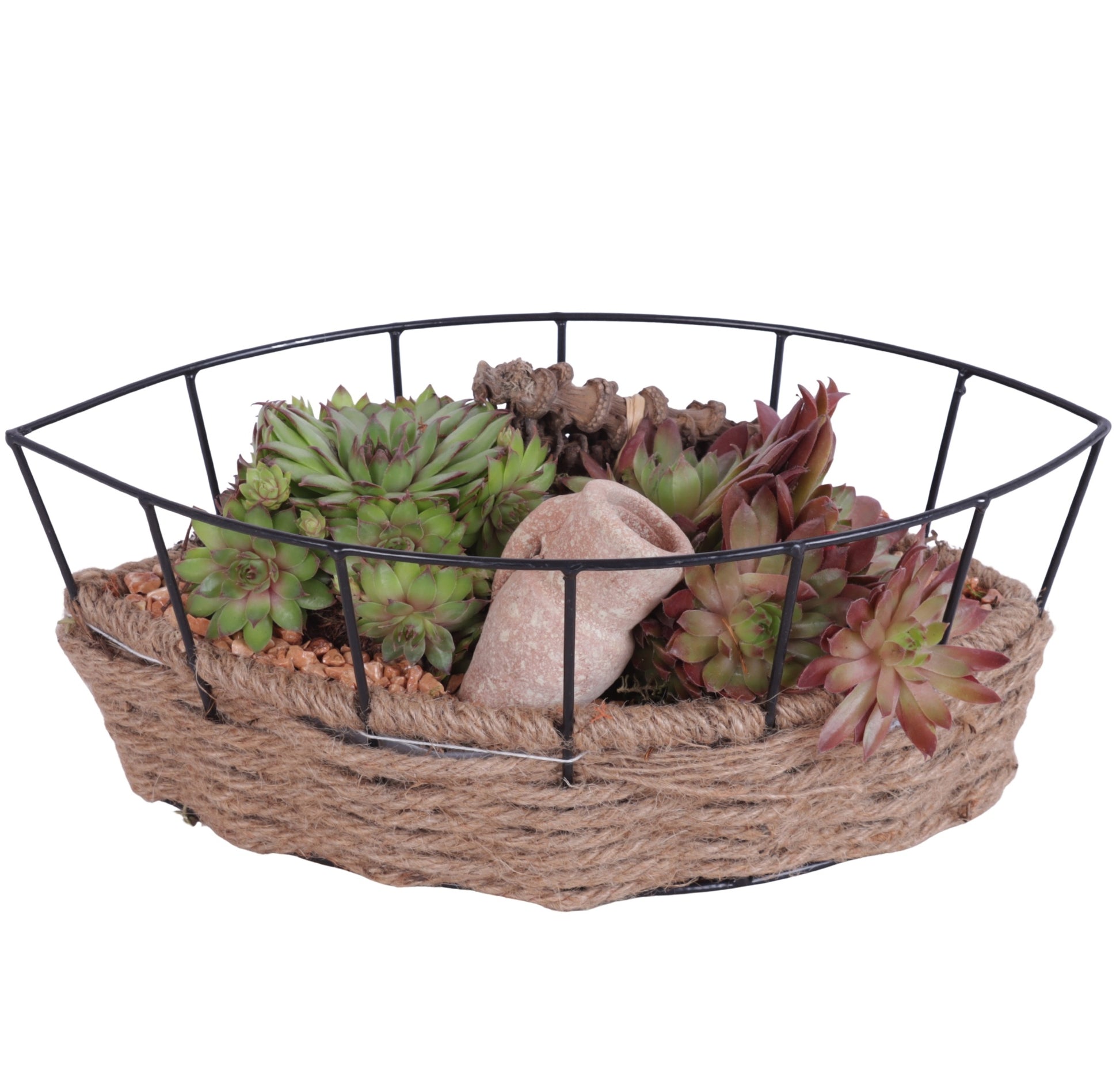 arr. Sempervivum 15cm 31cm Pot