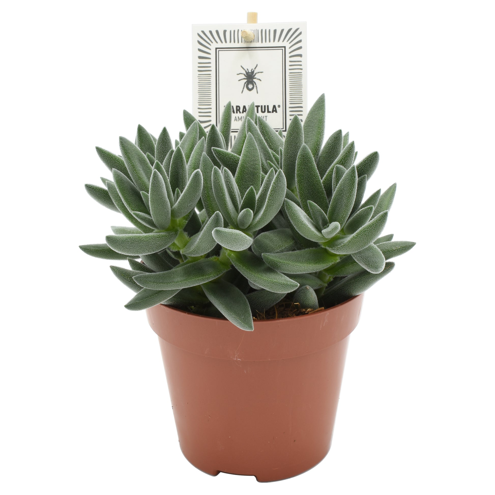 Crassula Tarantula 15cm 12cm Pot