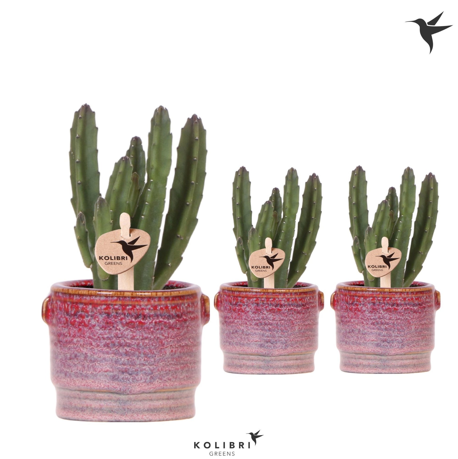 Stapelia leendertziae 16cm 6cm Pot