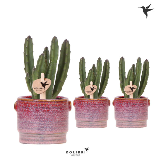 Stapelia leendertziae 16cm 6cm Pot