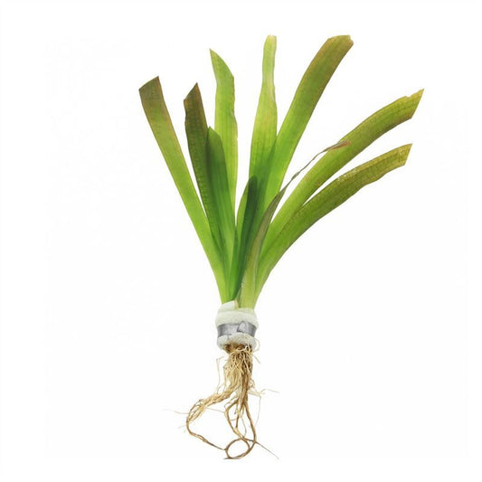 Vallisneria asiatica 5cm 2cm Pot