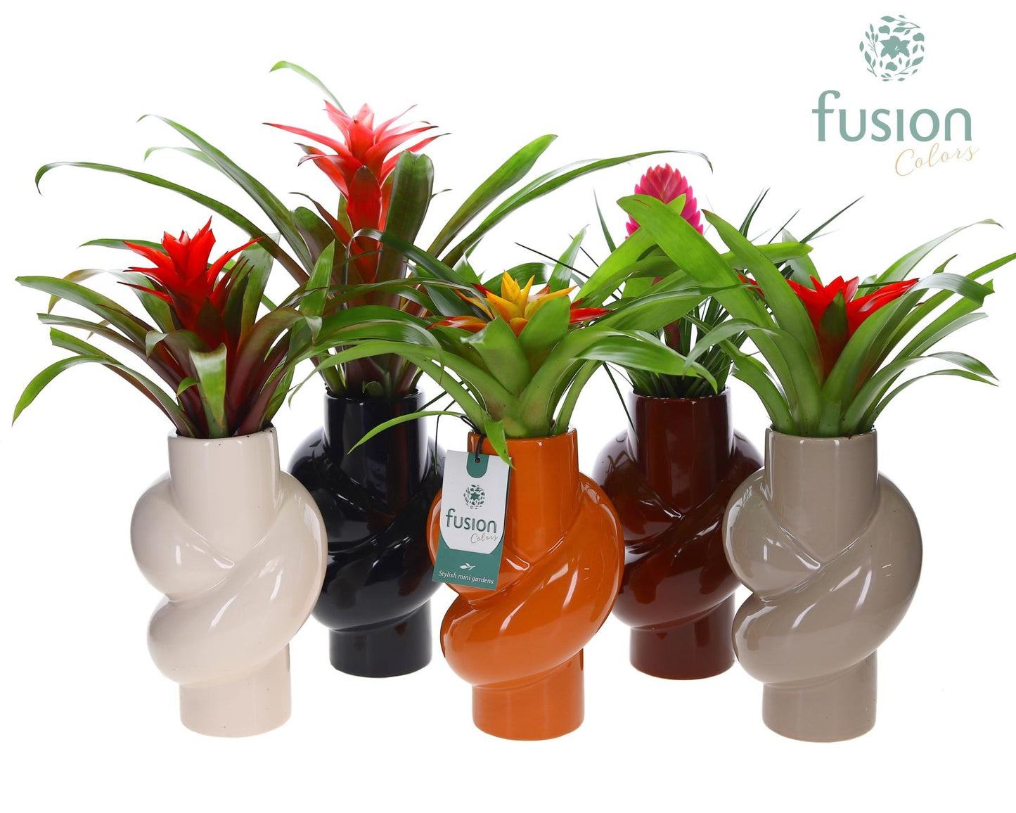 arr. Bromelia 43cm 13cm Pot