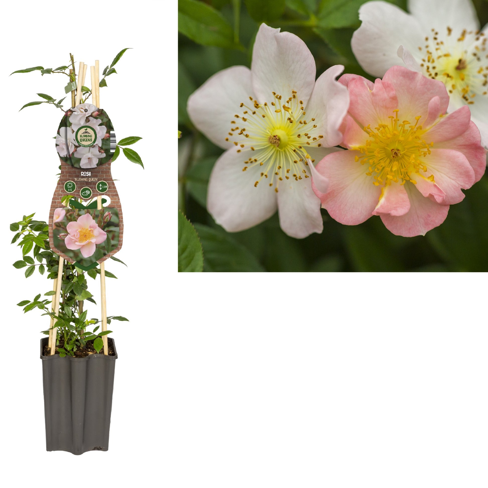 Rosa Blushing Queen 65cm 15cm Pot