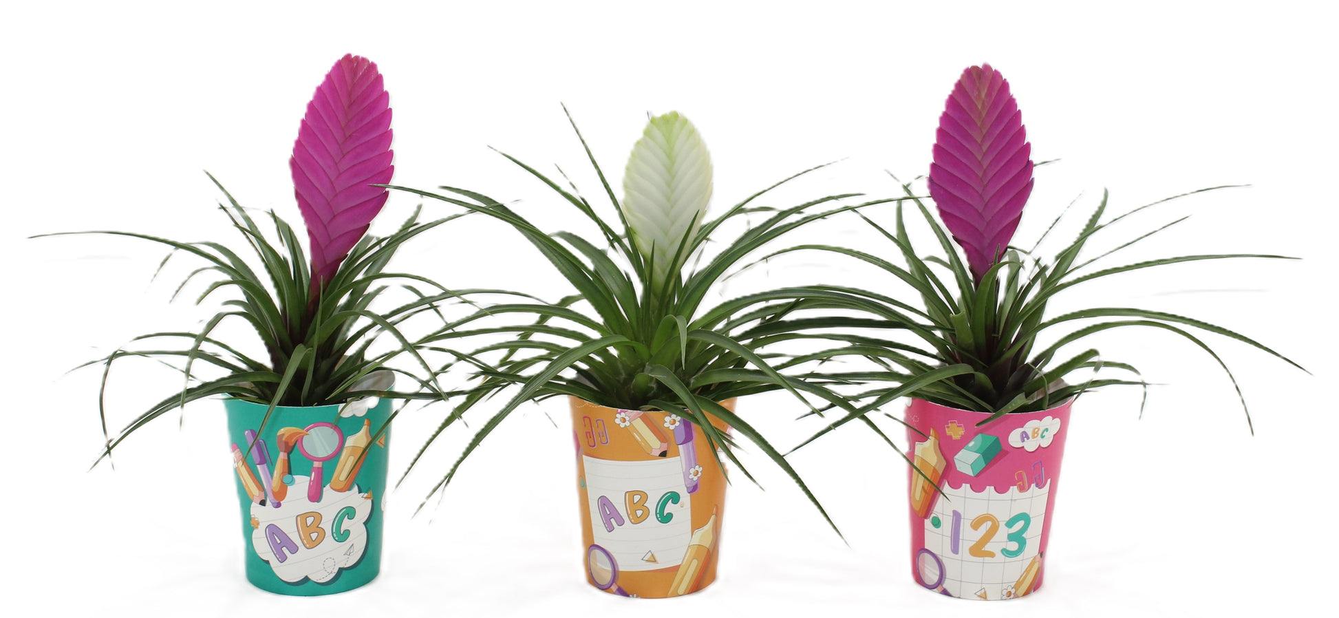 LKP plants Tillandsia mix Pack of 11