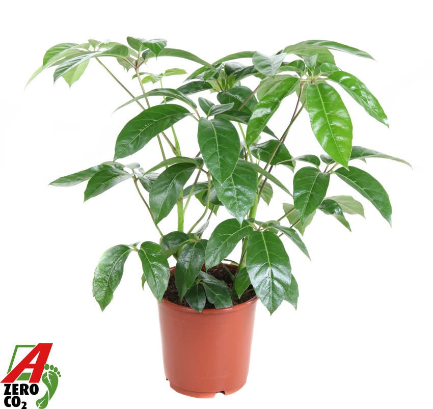 Ammerlaan Green Innovator Schefflera Amate Pack of 1