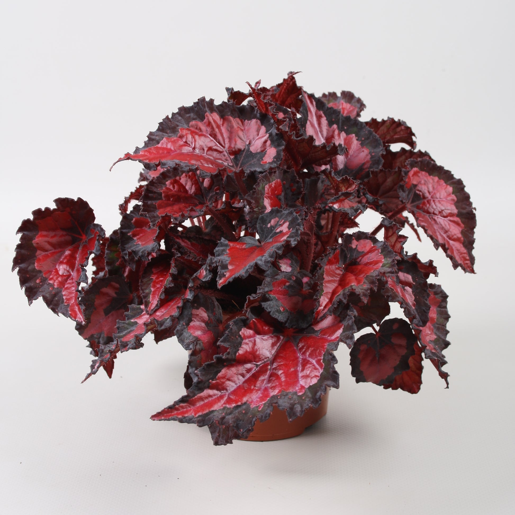 Berghoef Plants Begonia Beleaf Inca Night Pack of 8
