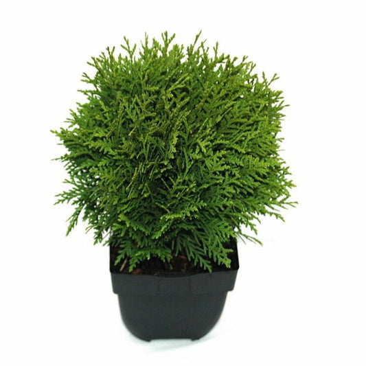 Thuja occidentalis Danica 40cm 17cm Pot