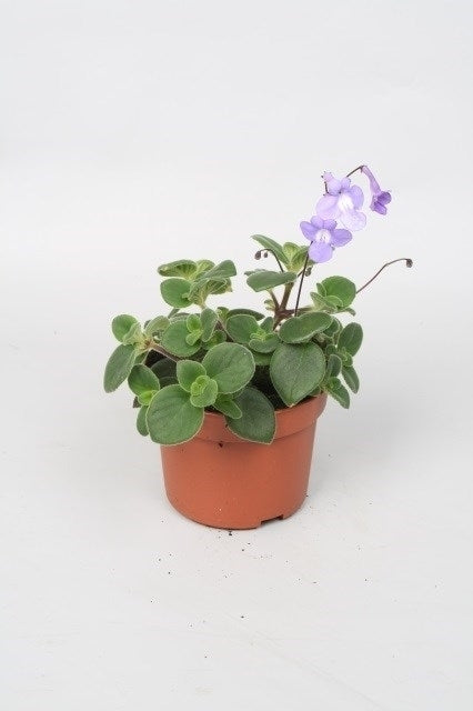 Rodon Rolff BV Streptocarpus saxorum Pack of 9