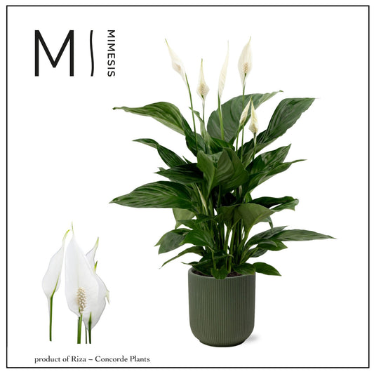 Riza Concorde Plants Spathiphyllum Sweet Ricardo Pack of 4