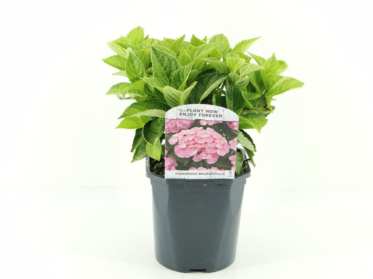 Hydrangea macrophylla 30cm 17cm Pot